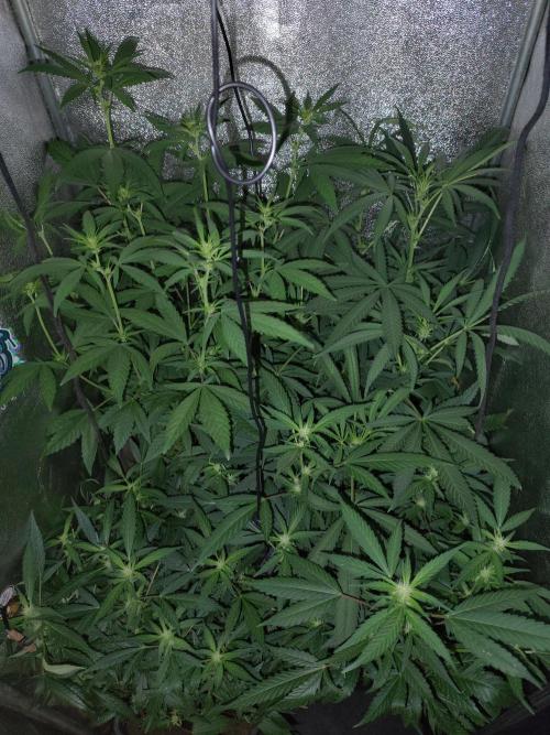 120w  samsung LED grow. Week 11 - ssh has stretched so much as i expected.wappa and the rest are doing well.13.day of flo stage, bros.