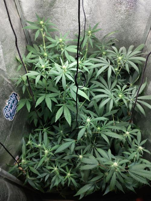 120w  samsung LED grow. Week 12