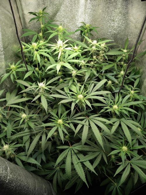 120w  samsung LED grow. Week 12 - 20.day of 12/12 cycle