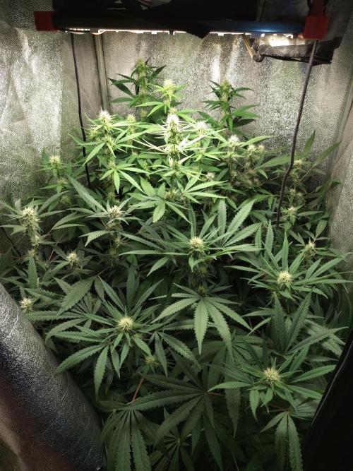 120w  samsung LED grow. Week 13 - day 26.