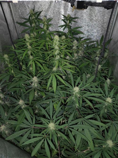 120w  samsung LED grow. Week 13 - day 29