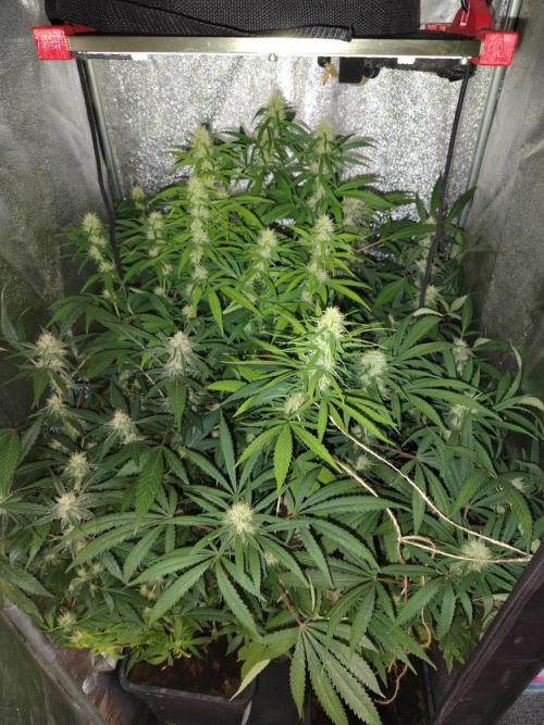 120w  samsung LED grow. Week 14 - 33.day