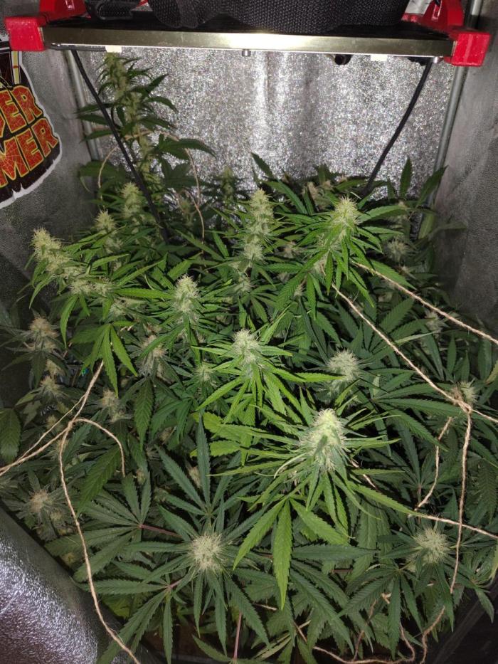 120w  samsung LED grow. Week 15