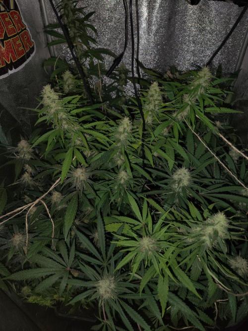 120w  samsung LED grow. Week 15 - 2.9.-40.day