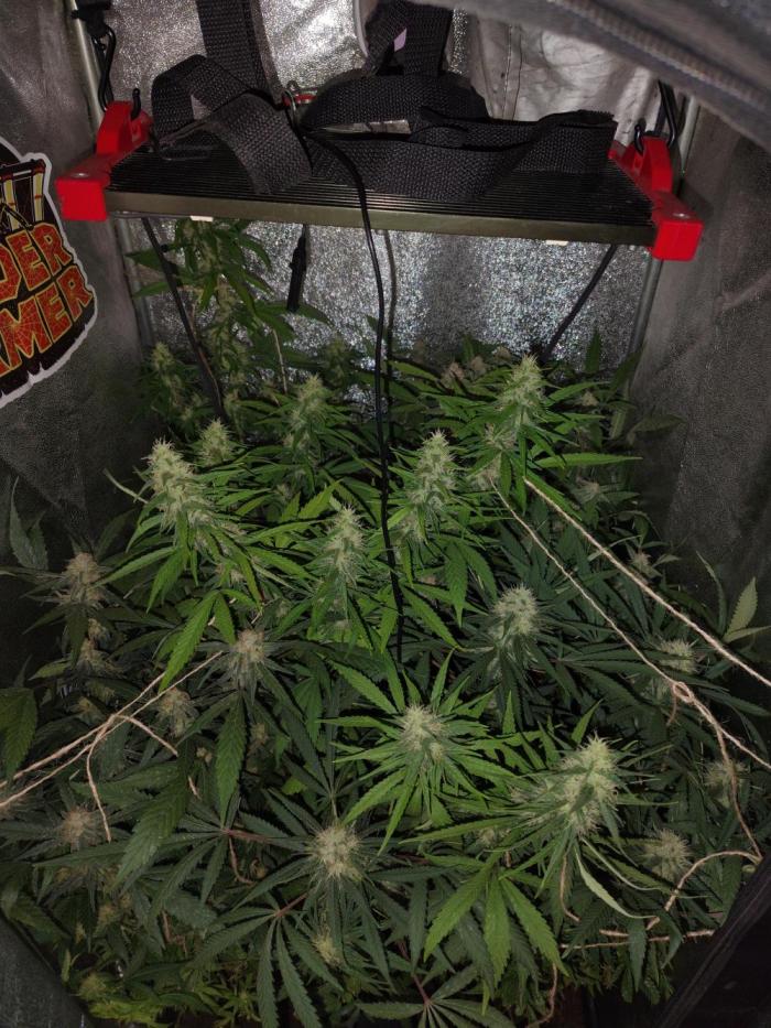 120w  samsung LED grow. Week 16 - 43.day