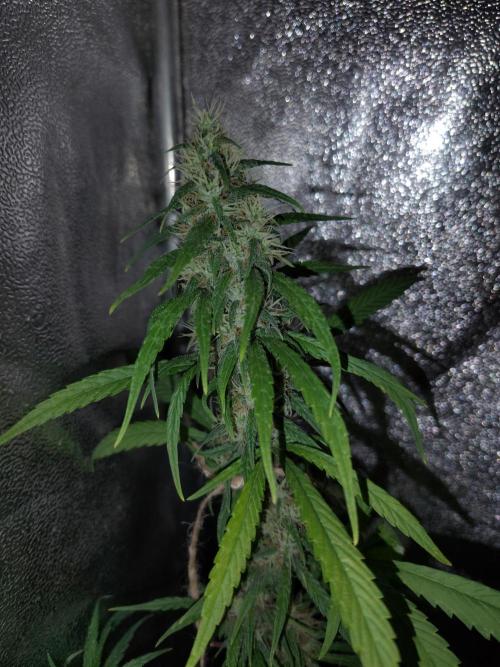 120w  samsung LED grow. Week 16 - Super silver haze 47.day
