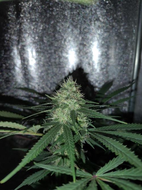 120w  samsung LED grow. Week 16 - wappa 47.day. on 46.day the flush has started.