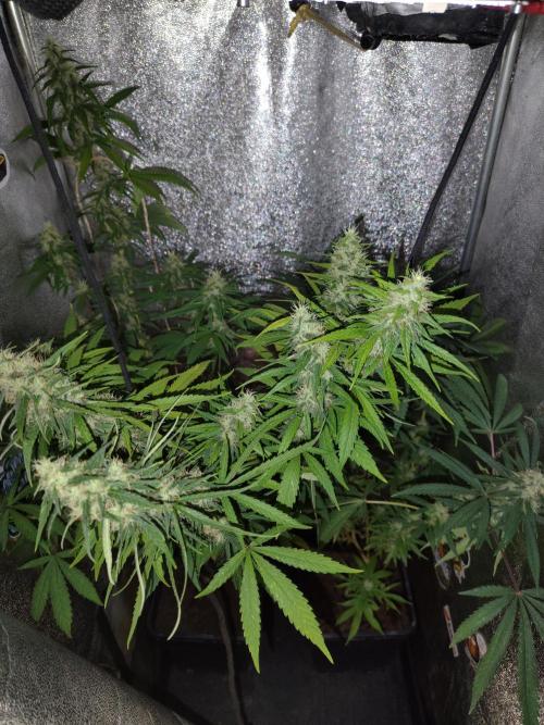 120w  samsung LED grow. Week 16