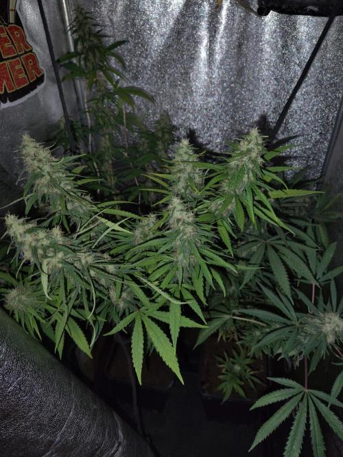 120w  samsung LED grow. Week 17 - 51.day. wappa has been flushing from 46.day.2x 11roses fast is just harvested.