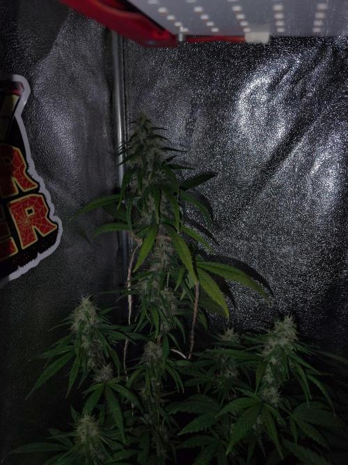 120w  samsung LED grow. Week 17 - Super silver haze top