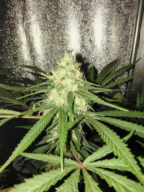 120w  samsung LED grow. Week 17 - wappa's top.