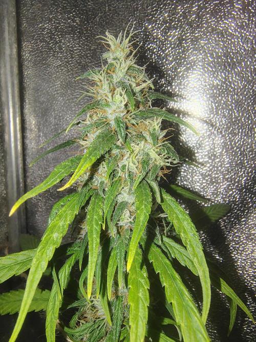 120w  samsung LED grow. Week 17 - old school stuff - SSH