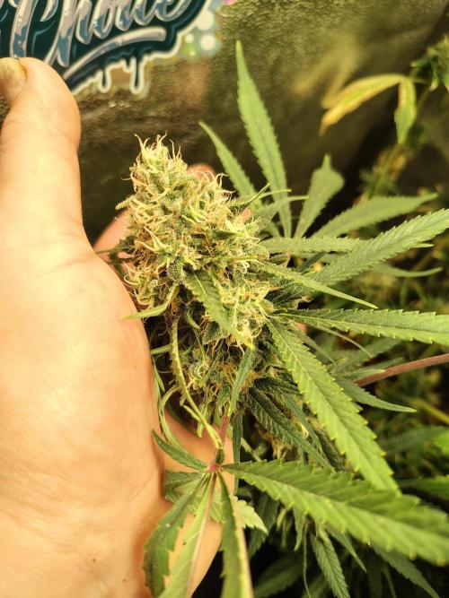 120w  samsung LED grow. Week 17 - wappa - 59.day. 5days will do and then harvest time.
