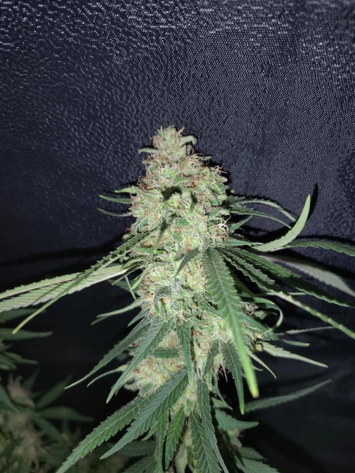 120w  samsung LED grow. Week 18 - 63.day