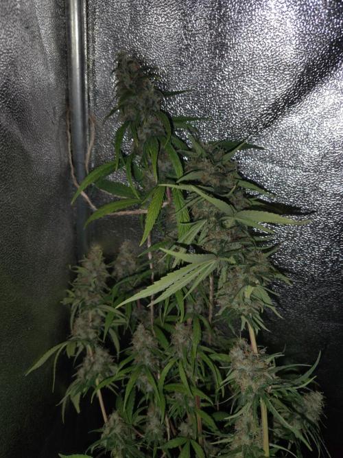 120w  samsung LED grow. Week 17 - ghs ssh 63.day