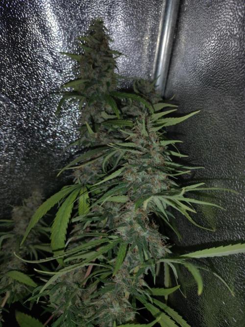 120w  samsung LED grow. Week 17 - ghs ssha 63.day