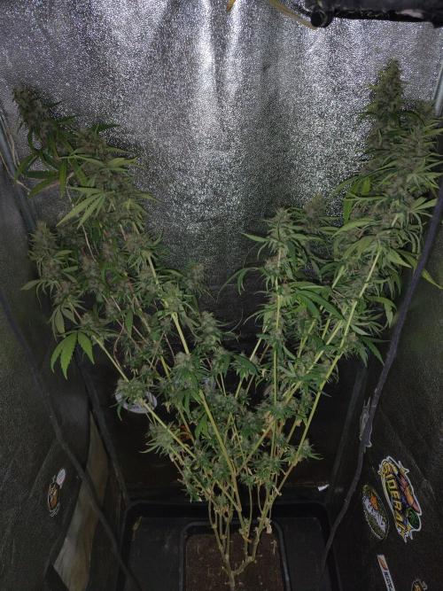 120w  samsung LED grow. Week 17 - ghs ssh 63.day