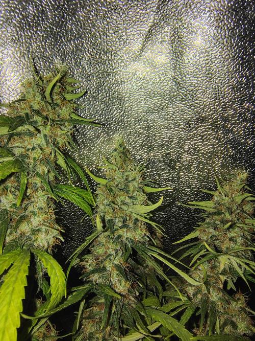 120w  samsung LED grow. Week 19 - 7 days to go.