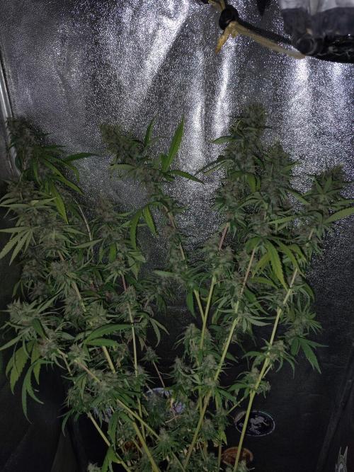 120w  samsung LED grow. Week 19 - 65.day. water only.