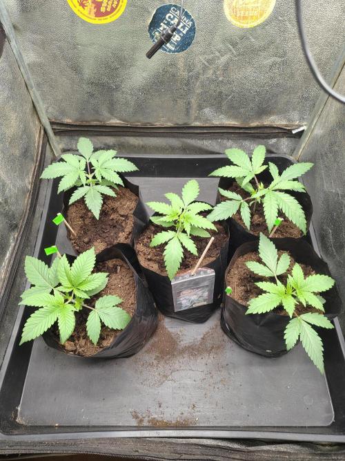 1st round - 150w spider farmer se-1500. Week 3