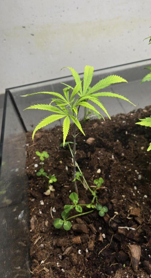 purple haze. Week 10