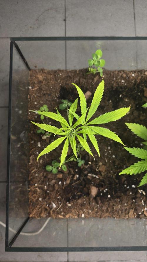 purple haze. Week 10