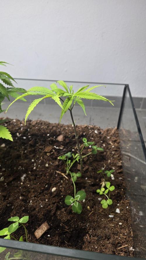 purple haze. Week 10