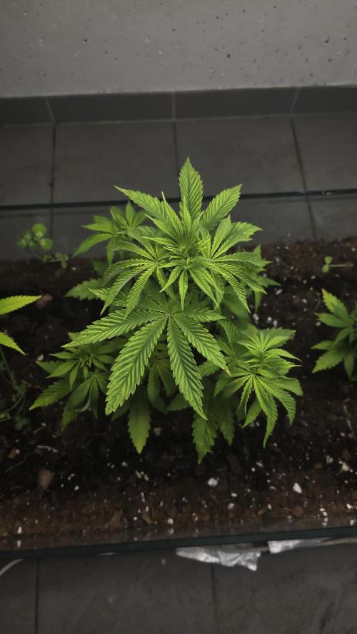 Humboldt purpz. Week 5