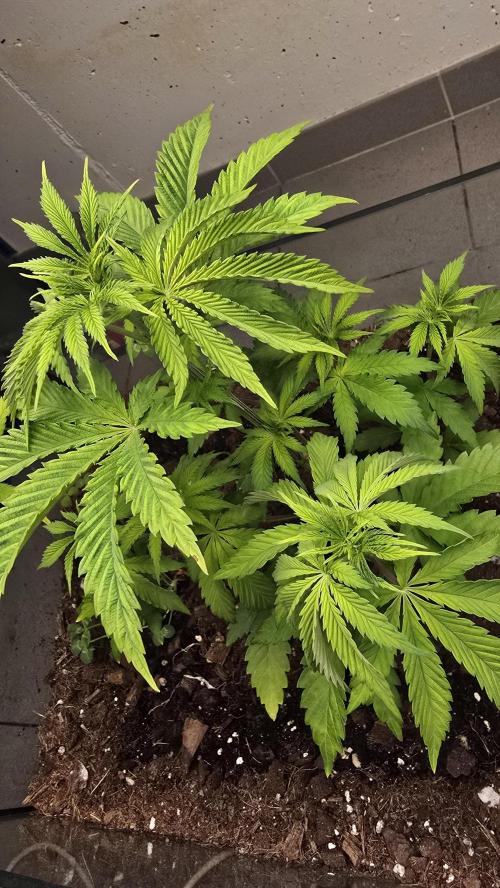 Humboldt purpz. Week 5