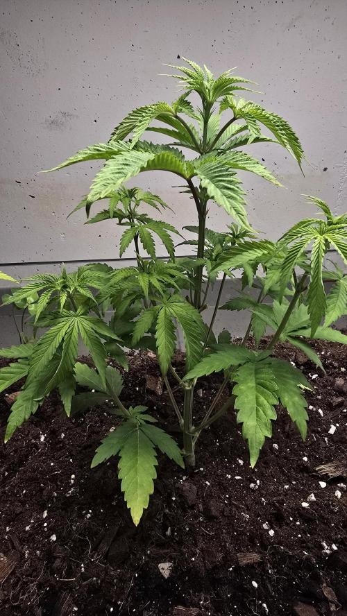 Humboldt purpz. Week 5