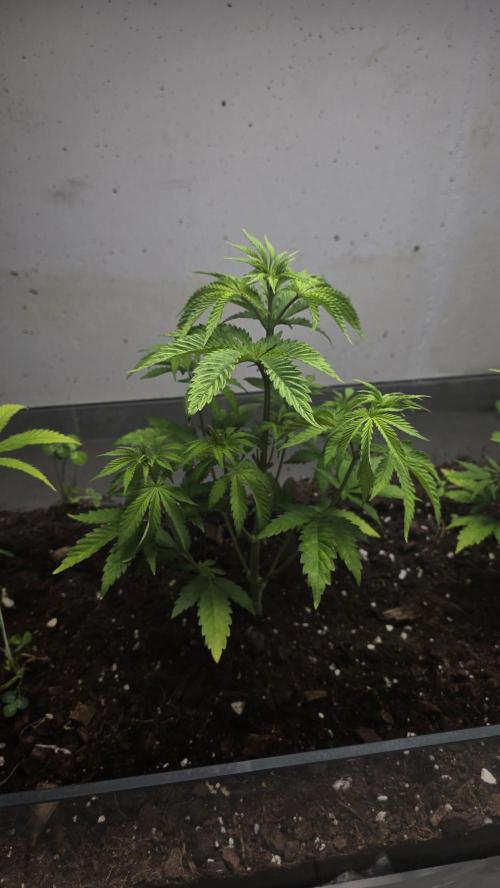 Humboldt purpz. Week 5