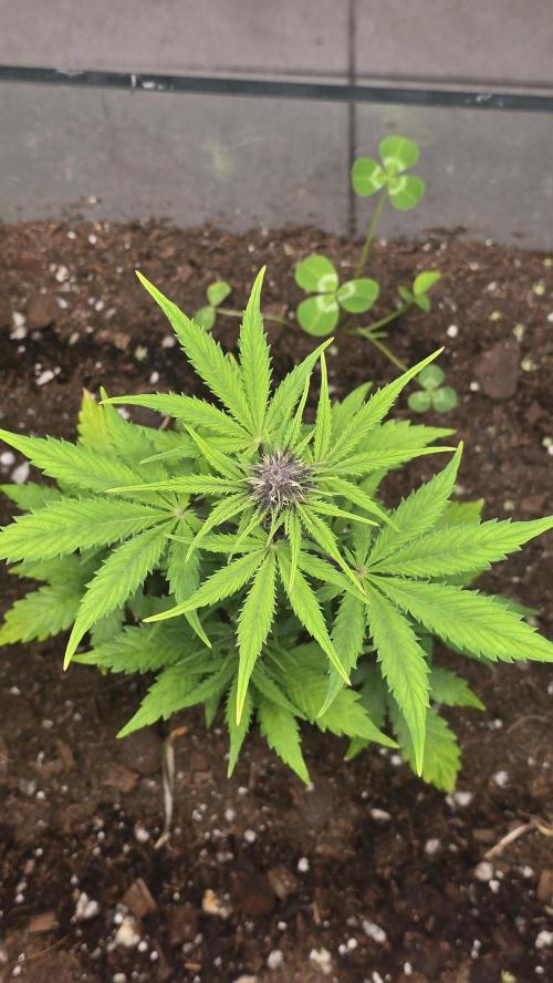 CBD Auto Blackberry Kush. Week 5