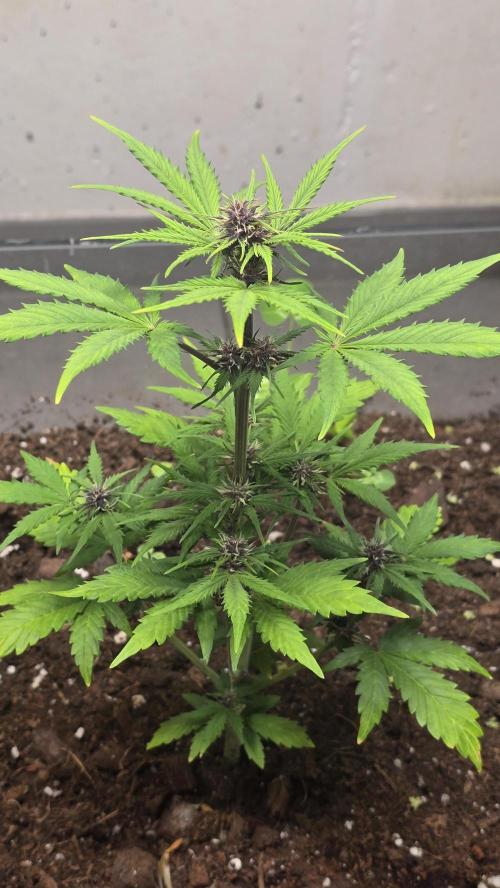 CBD Auto Blackberry Kush. Week 5