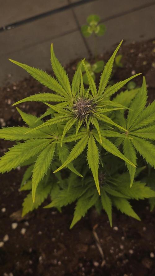 CBD Auto Blackberry Kush. Week 5