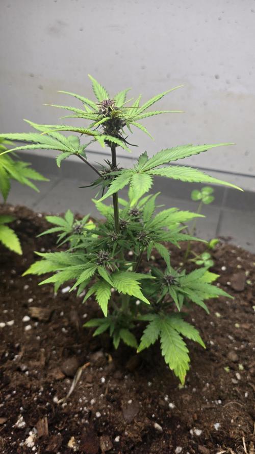 CBD Auto Blackberry Kush. Week 5