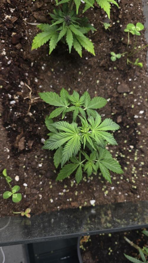 Forbidden fruit Automatic. Week 4