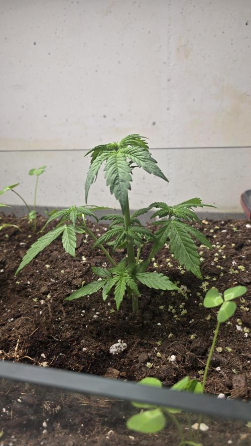 Forbidden fruit Automatic. Week 4