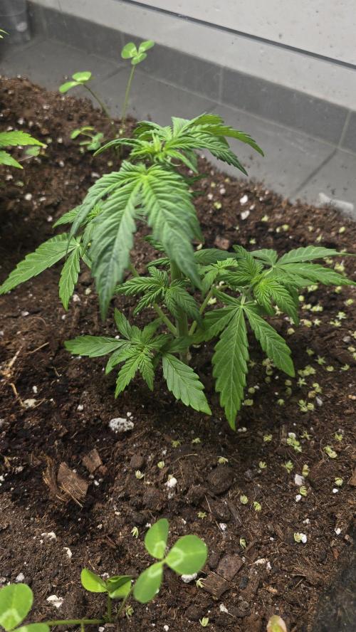 Forbidden fruit Automatic. Week 4