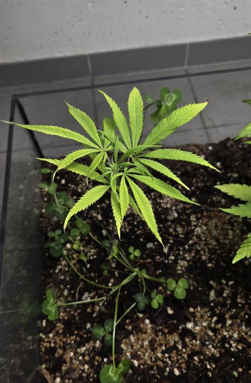 purple haze. Week 11