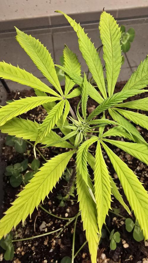 purple haze. Week 11