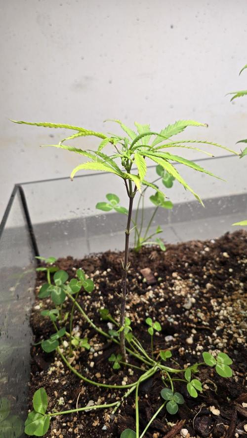 purple haze. Week 11