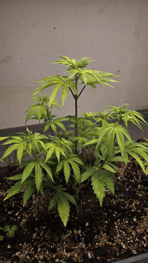 Humboldt purpz. Week 6