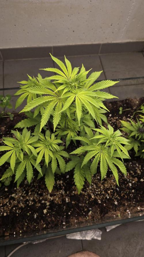 Humboldt purpz. Week 6