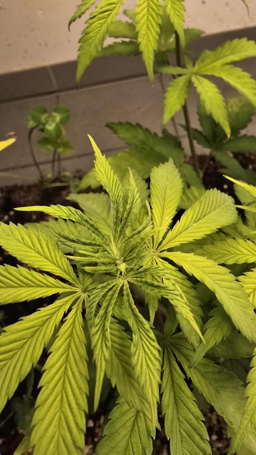 Humboldt purpz. Week 6