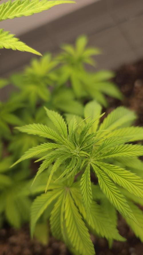 Humboldt purpz. Week 6