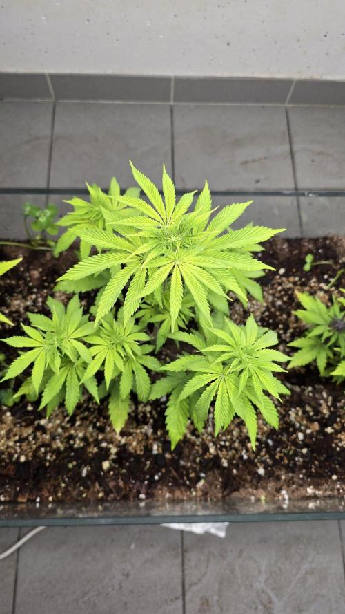 Humboldt purpz. Week 6