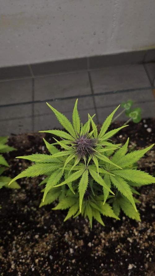 CBD Auto Blackberry Kush. Week 6