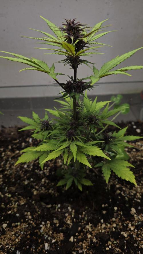 CBD Auto Blackberry Kush. Week 6