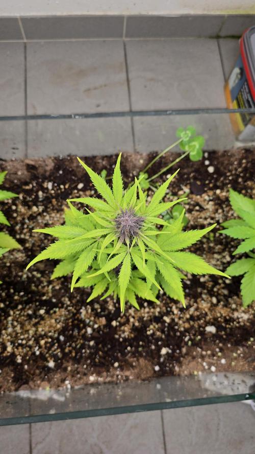 CBD Auto Blackberry Kush. Week 6