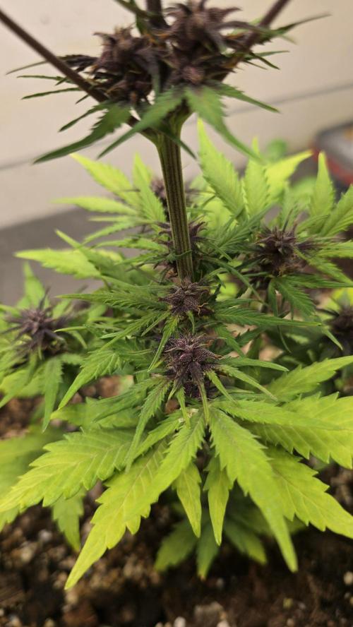 CBD Auto Blackberry Kush. Week 6